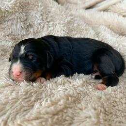 Mr Crowley - Tri-color male Bernedoodle puppy in New River, Arizona from Sonoran Standard Doodles