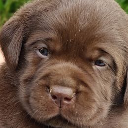 Labrador Retrievers from Creek's Edge Labradors