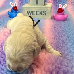 Mr Black - Light golden Golden Retriever puppy in Denton, Texas from Farley Goldens