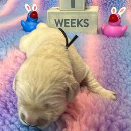 Mr Black - Light golden Golden Retriever puppy in Denton, Texas from Farley Goldens