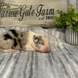 Lainey - White and blue merle female Border Collie puppy in Moody, Texas from Narrow Gate Farm