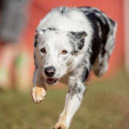 Border Collies from Shurcan Kennels