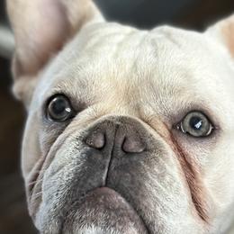 French Bulldogs from Famiglia Frenchies