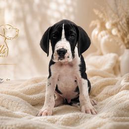 Flipz - Mantle male Great Dane puppy in Liberty, New York from Catskills Greatest Danes