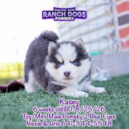Kasey - Blue male Pomsky puppy in Humeston, Iowa from M.A.R. Dogs