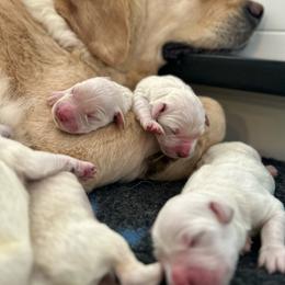 Miss Genie - Light golden female Golden Retriever puppy in Midlothian, Texas from Brightest Days