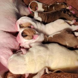 English Bulldog Puppies from Exact Classic Bulldogs