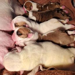 English Bulldog Puppies from Exact Classic Bulldogs