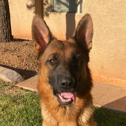 Tally - German Shepherd