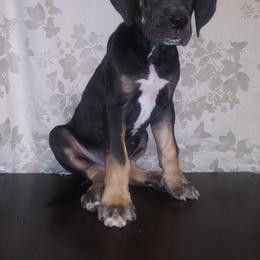 Great Dane Puppies from Monarch Danes