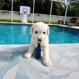 Taco - Cream male Poodle puppy in Port Saint Lucie, Florida from Abbott Standard Poodles