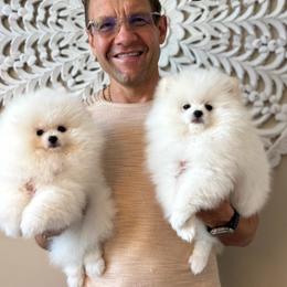 Pomeranian Puppies from Kouture Pomeranians