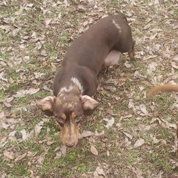 Dachshunds from Hoop's Dachshund
