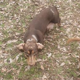 Dachshunds from Hoop's Dachshund