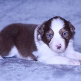 Utah - Red tri-color male Australian Shepherd puppy in Easton, Missouri from MMA Kennel