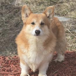 Alex - Pembroke Welsh Corgi