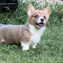 Red 1300 - Red male Pembroke Welsh Corgi puppy in Nashville, Arkansas from Whisenhunt Farms