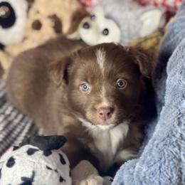 Bing - Red tri male Miniature Australian Shepherd puppy in California from Eagle River Aussies