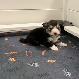 Pembroke Welsh Corgi puppies from Deep Creeks Pembrokes