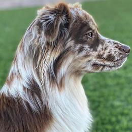 Polly - Miniature Australian Shepherd