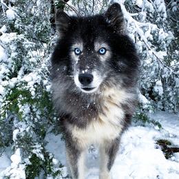 Zeke - Siberian Husky
