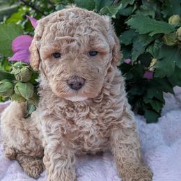Sage - Apricot female Poodle puppy in East Earl, Pennsylvania from Puppy Adventures LLC