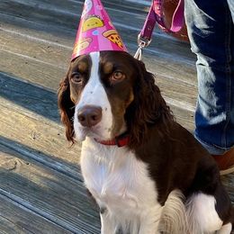 Maizy - English Springer Spaniel