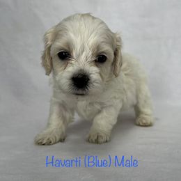 Havarti - Cream male Shichon puppy in De Pere, Wisconsin from Kinzor Kennels