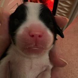 Charlie - Tri-color male Cavalier King Charles Spaniel puppy in Melbourne, Florida from Majestic Cavaliers of Melbourne FL