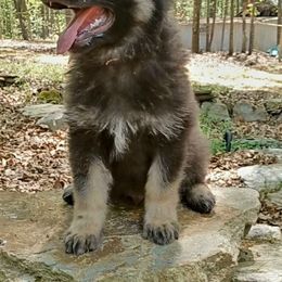 Shiloh Shepherd Puppies from Orchard Hills Shilohs