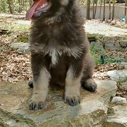 Shiloh Shepherd Puppies from Orchard Hills Shilohs