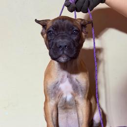 Sahara - Red female Cane Corso puppy in Houston, Texas from Mortaio Cane Corso
