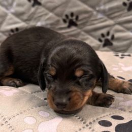 Clover - Black and tan female Dachshund puppy in Wallingford, Kentucky from Hensley Homestead Dachshunds