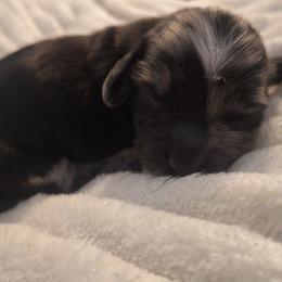 Flower - Dapple male Dachshund puppy in Hiddenite, North Carolina from Dannie's Doxies