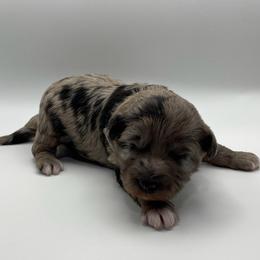 Liberty - Blue merle female Aussiedoodle puppy in Knoxville, Tennessee from Legacy Farm