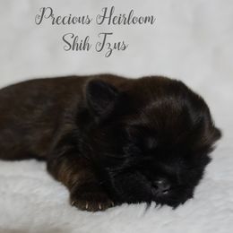 Girl 1 - Red female Shih Tzu puppy in Enid, Oklahoma from Precious Heirloom Shih Tzus