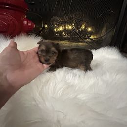 Goldendoodle and Yorkshire Terrier Puppies from Pups of the Lowcountry