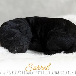 Orange Girl - Black female Goldendoodle puppy in Carthage, Tennessee from Willows Doodles