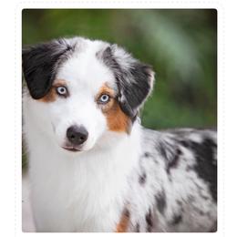 Miniature American Shepherd puppies from Andover Aussies