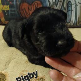 Rigby - Black male Miniature Schnauzer puppy in Midland, Texas from Shebbies Puppy Palace