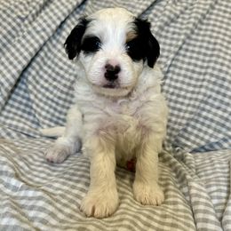 Bernedoodle Puppies from King's Doodles