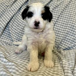 Bernedoodle Puppies from King's Doodles