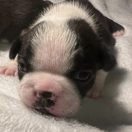 Boston Terriers from WV AKC Boston Terriers