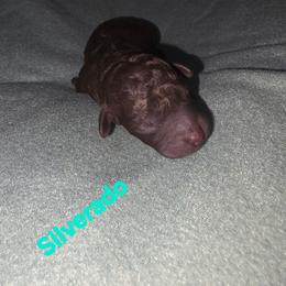 Silverado - Brown and white male Aussiedoodle puppy in Loveland, Colorado from A&L Ranch Aussiedoodles