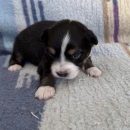 Hope - Black tri female Miniature American Shepherd puppy in Florence, Oregon from NW Aloha Miniature American Shepherds