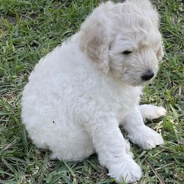Goldendoodle Puppies from Bianca Bleu Goldendoodles