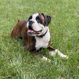 Fin - Boxer