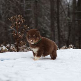 Mocha - Red and white male Alaskan Malamute puppy in Independence, Virginia from New River Valley Malamutes
