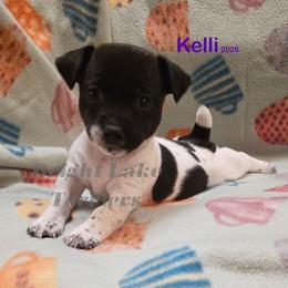 Kelli - White and black female Teddy Roosevelt Terrier puppy in Milaca, Minnesota from Bright Lake Terriers
