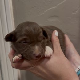 Trooper - Red male Border Collie puppy in North Lakeport, California from Wild Rose Ranch